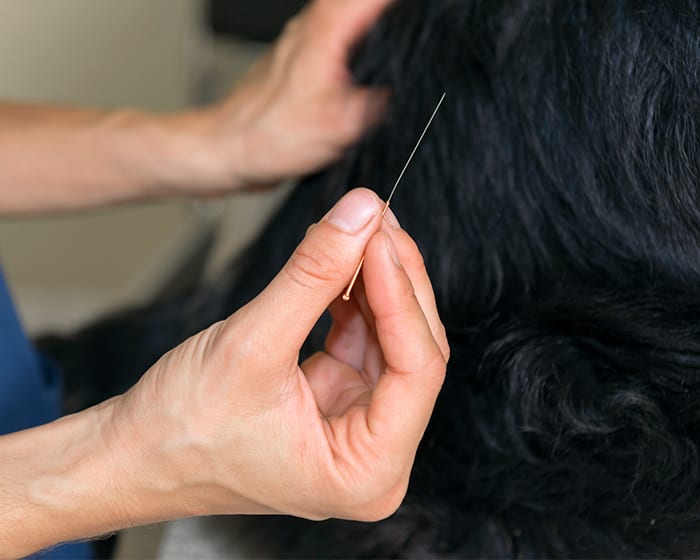 Dog and Cat Acupuncture, Avon