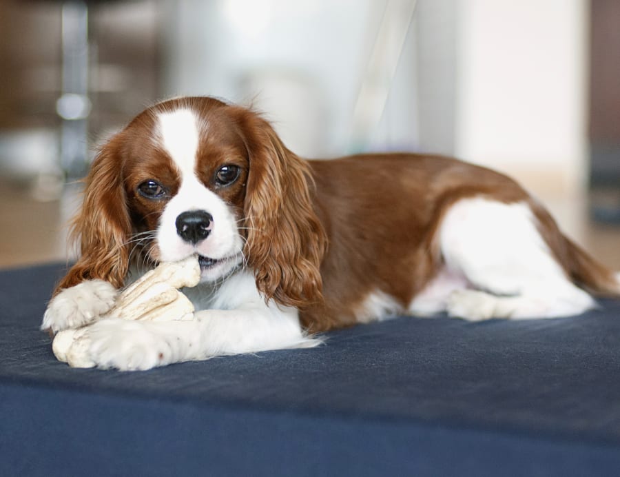 Welcome to Animal General, Veterinary Hospital in Avon